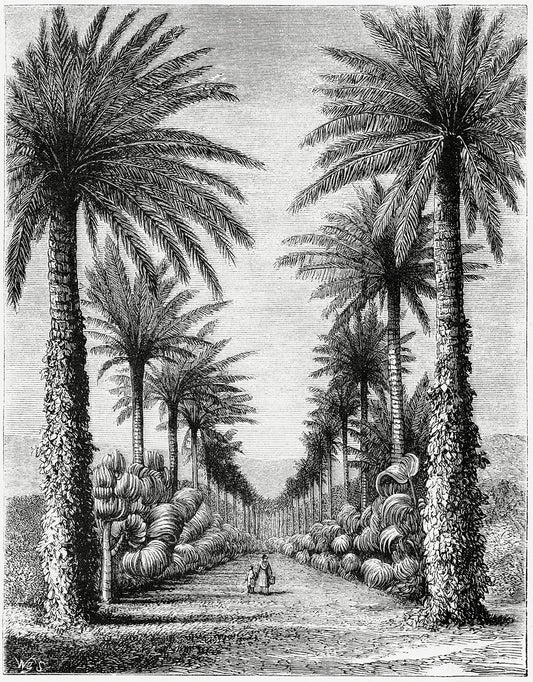 Vintage Palm Tree Illustration VIII