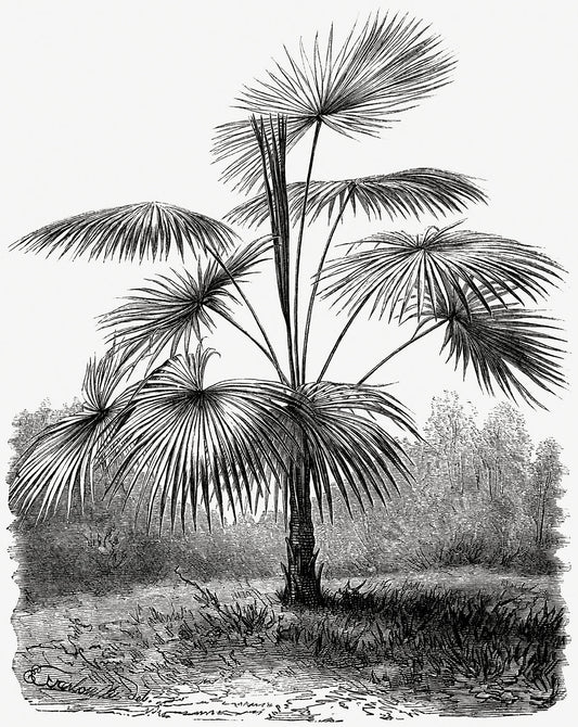 Vintage Palm Tree Illustration X