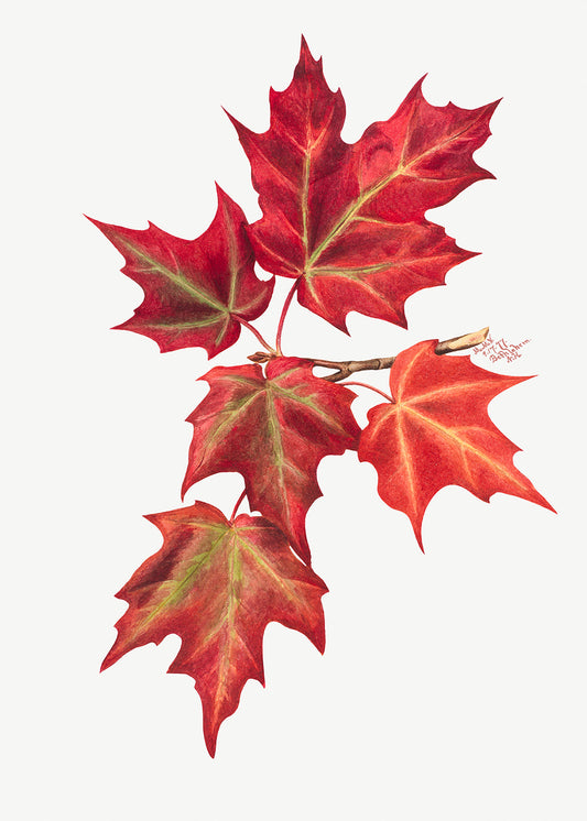 Botanical Plant Illustration - Autumn Leaves by Mary Vaux Walcott