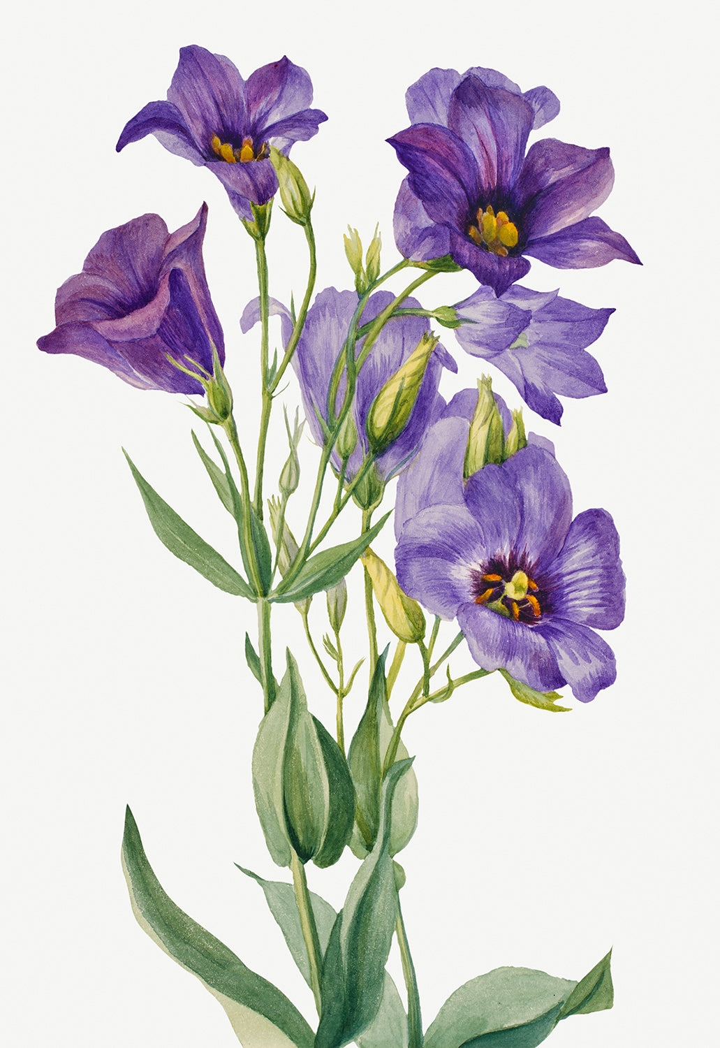 Botanical Plant Illustration - Eustoma russelianum by Mary Vaux Walcott