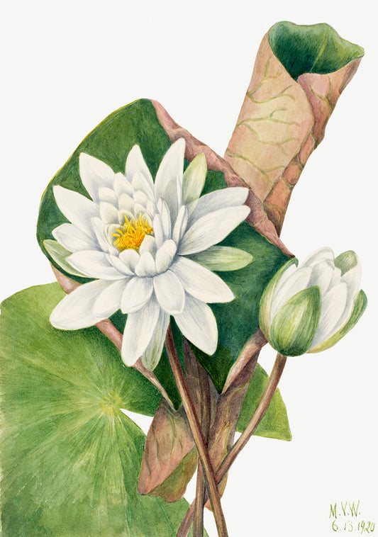 Botanical Plant Illustration - American Waterlily (Castalia odorata) by Mary Vaux Walcott