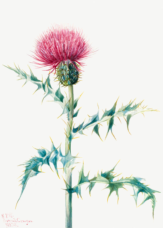 Botanical Plant Illustration - Thistle (Cirsium arizonica) by Mary Vaux Walcott