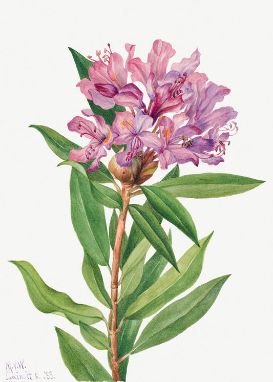 Botanical Plant Illustration - California Rose Bay (Rhododendron californicum) by Mary Vaux Walcott
