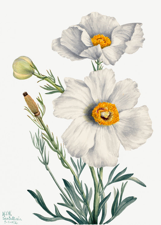 Botanical Plant Illustration - Matilija Poppy (Romneya coulteri) by Mary Vaux Walcott