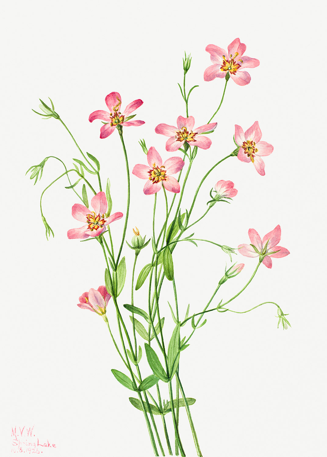 Botanical Plant Illustration - Saltmarsh Rosegentian (Sabbatia stellaris) by Mary Vaux Walcott