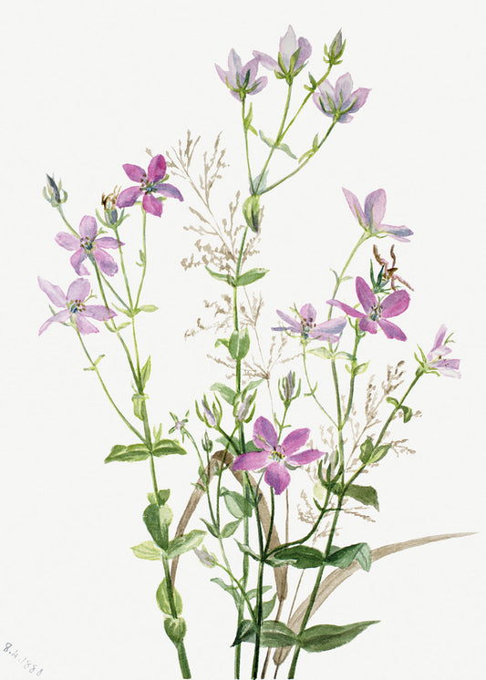 Botanical Plant Illustration - Gentianacease sabbalia angularis by Mary Vaux Walcott