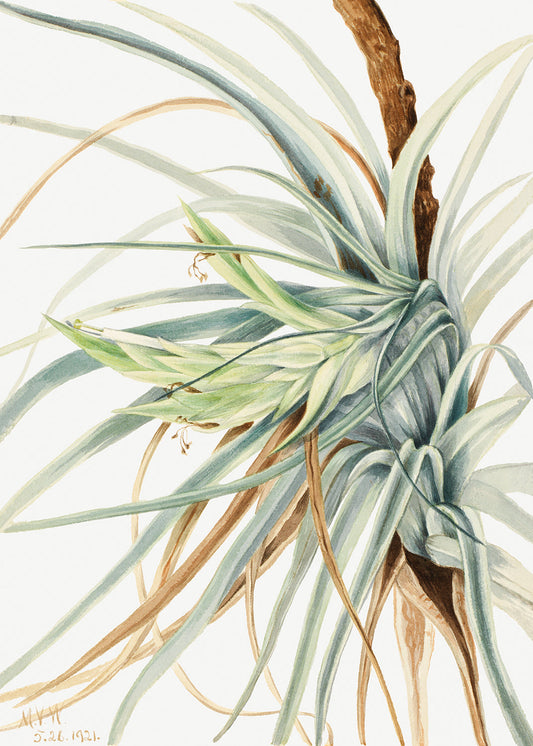 Botanical Plant Illustration - Wild Pineapple (Tillandsia fasciculata) by Mary Vaux Walcott