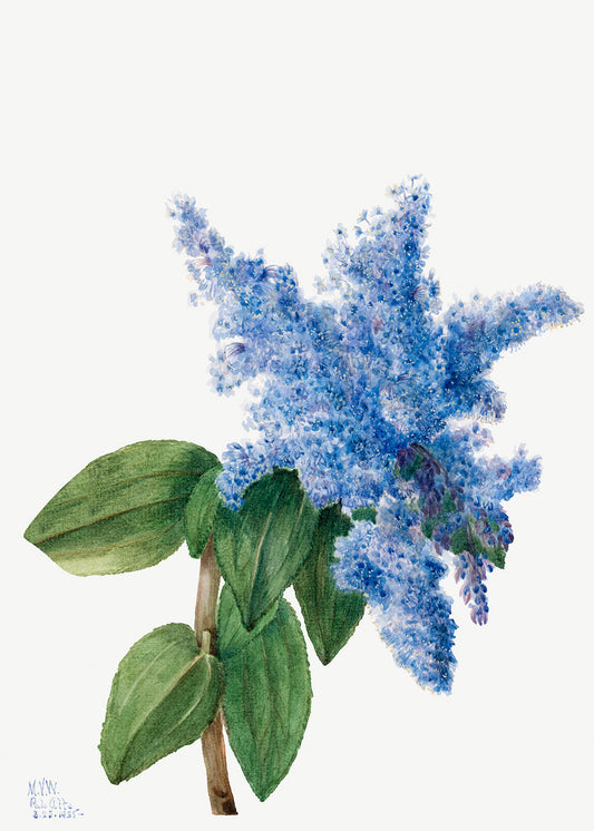 Botanical Plant Illustration - California Lilac (Ceanothus thyrsiflorus) by Mary Vaux Walcott