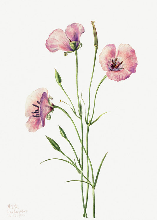 Botanical Plant Illustration - Lilac Mariposa (Calochortus splendens) by Mary Vaux Walcott