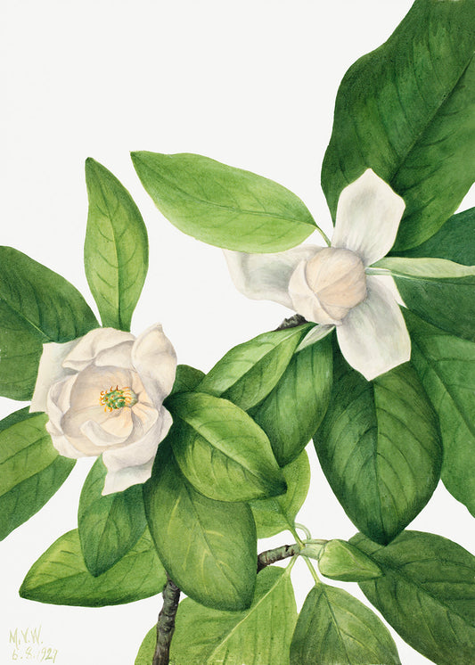 Botanical Plant Illustration - Sweetbay (Magnolia virginiana) by Mary Vaux Walcott