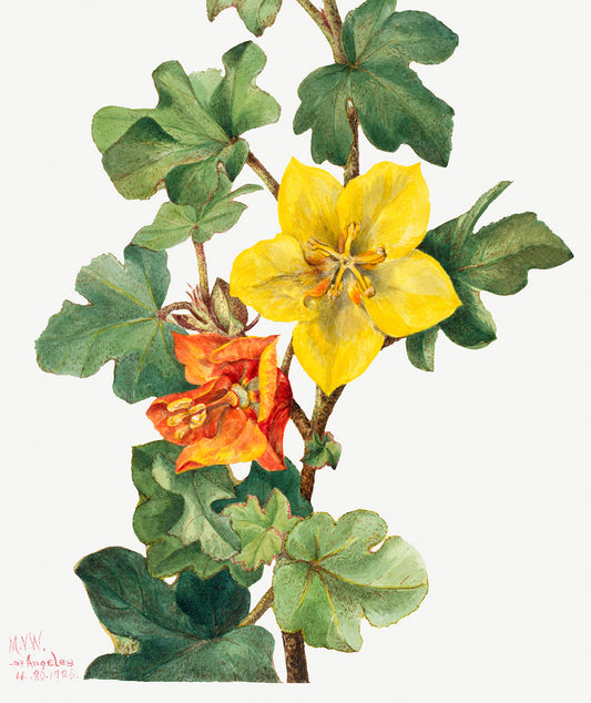 Botanical Plant Illustration - Mexican Fremontia (Fremontodendron mexicanum) by Mary Vaux Walcott