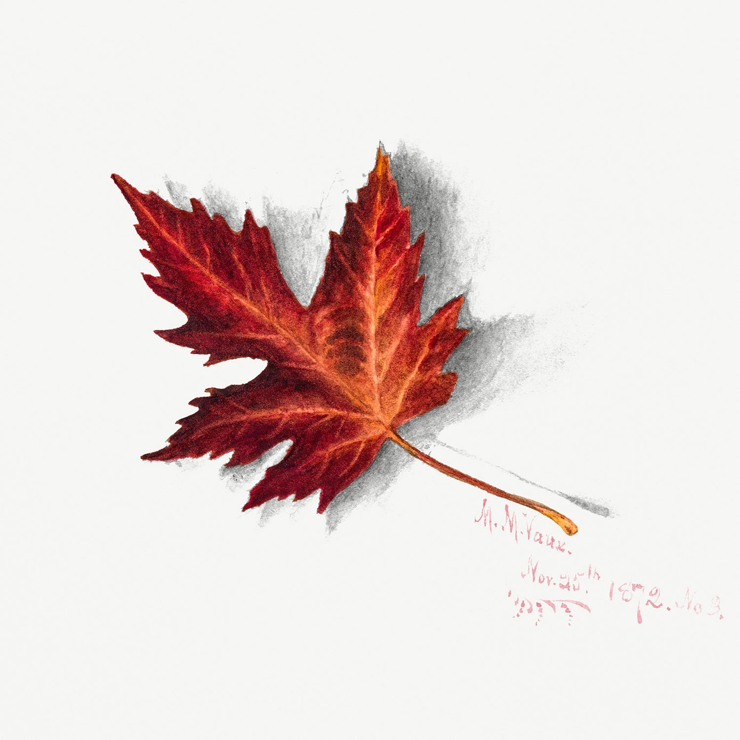 Botanical Plant Illustration - Autumn Leaf by Mary Vaux Walcott