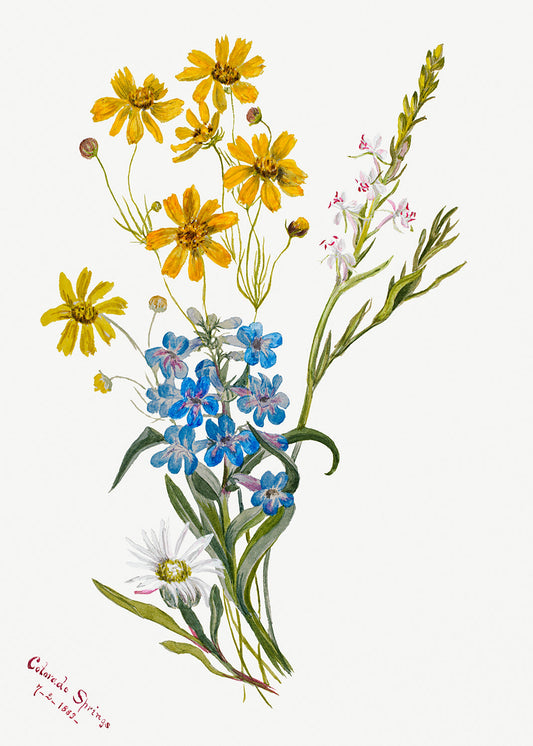 Botanical Plant Illustration - Group of Flowers by Mary Vaux Walcott
