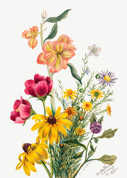 Botanical Plant Illustration - Group of Flowers II by Mary Vaux Walcott
