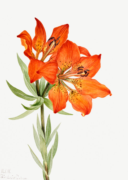 Botanical Plant Illustration - Red Lily (Lilium montanum) by Mary Vaux Walcott