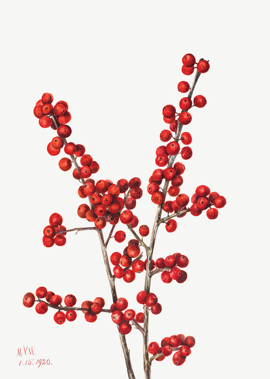 Botanical Plant Illustration - Winterberry (Ilex verticillata) by Mary Vaux Walcott