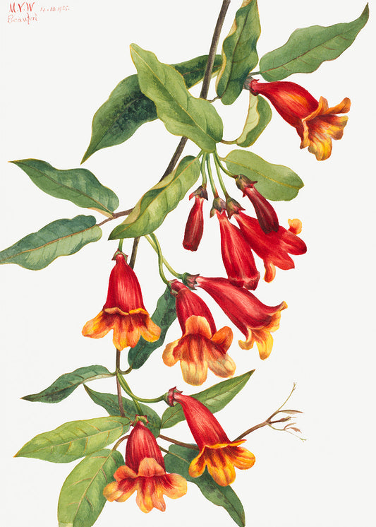 Botanical Plant Illustration - Crossvine (Anisostichus capreolatus) by Mary Vaux Walcott