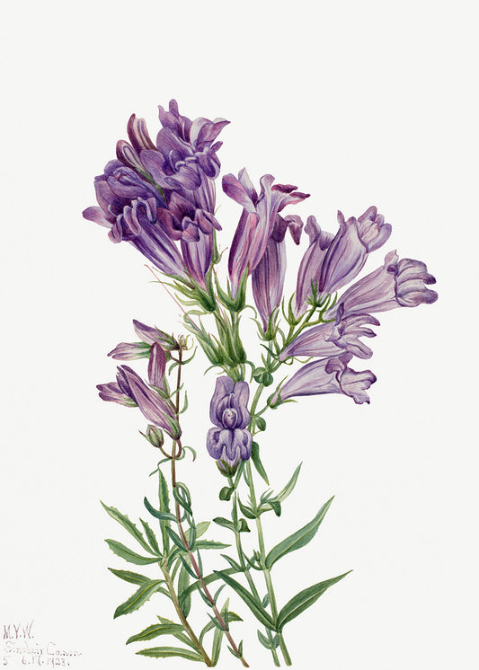 Botanical Plant Illustration - Purple Pentstemon (Pentstemon lyallii) by Mary Vaux Walcott