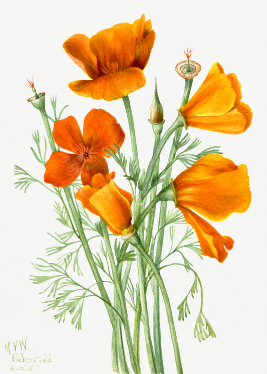 Botanical Plant Illustration - California Poppy (Eschscholtzia californica) by Mary Vaux Walcott