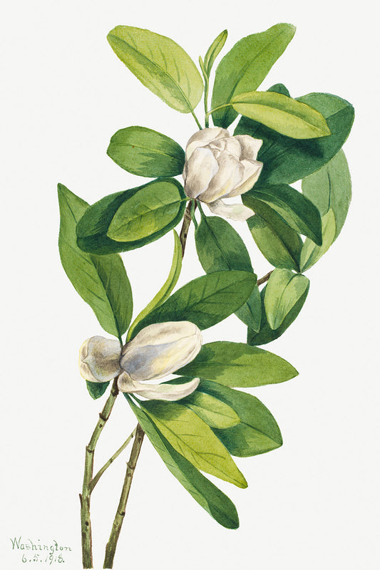 Botanical Plant Illustration - Swamp Magnolia (Magnolia virginiana) by Mary Vaux Walcott