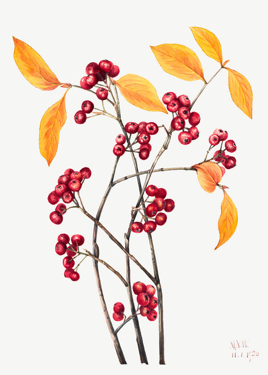 Botanical Plant Illustration - Red Chokeberry (Aronia arbutifolia) by Mary Vaux Walcott