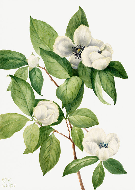 Botanical Plant Illustration - Virginia Stewartia (Stewartia malachodendron) by Mary Vaux Walcott