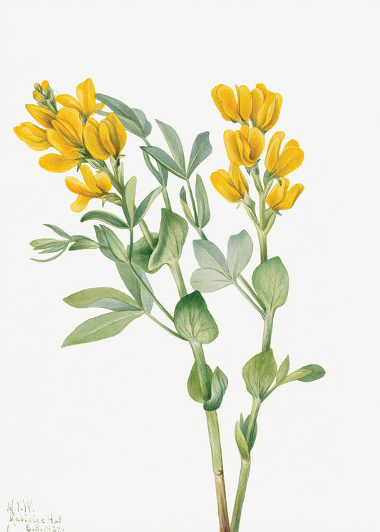 Botanical Plant Illustration - Goldenpea (Thermopsis rhombifolia) by Mary Vaux Walcott