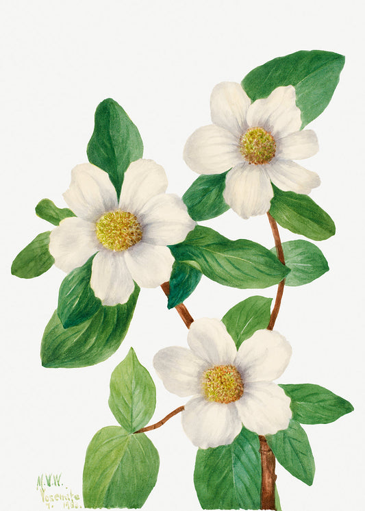 Botanical Plant Illustration - Pacific Dogwood (Cornus nuttallii) by Mary Vaux Walcott