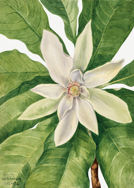 Botanical Plant Illustration - Umbrella Tree (Magnolia tripetala) by Mary Vaux Walcott