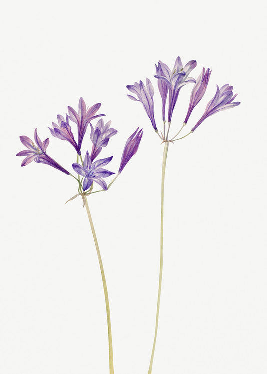 Botanical Plant Illustration - Grass Nut (Brodiaea laxa) by Mary Vaux Walcott