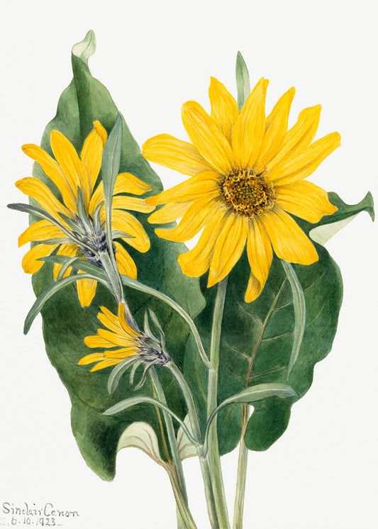 Botanical Plant Illustration - Balsamroot (Balsamorhiza sagittata) by Mary Vaux Walcott