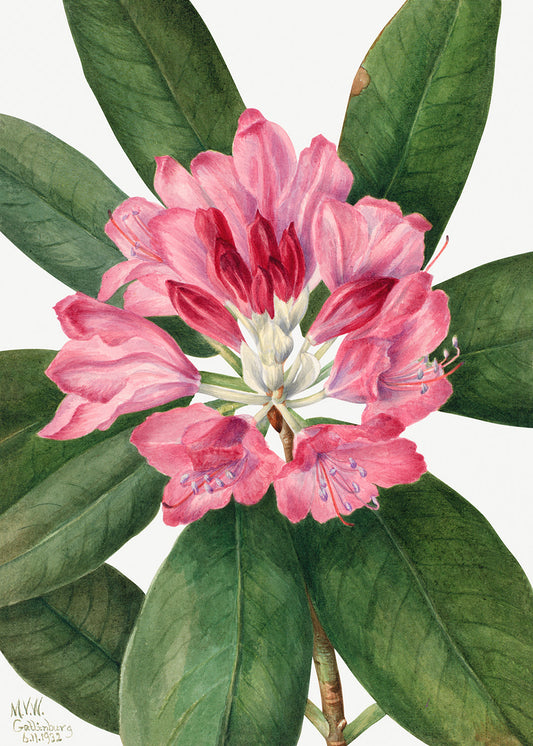Botanical Plant Illustration - Mountain Rose Bay (Rhododendron catawbiense) by Mary Vaux Walcott