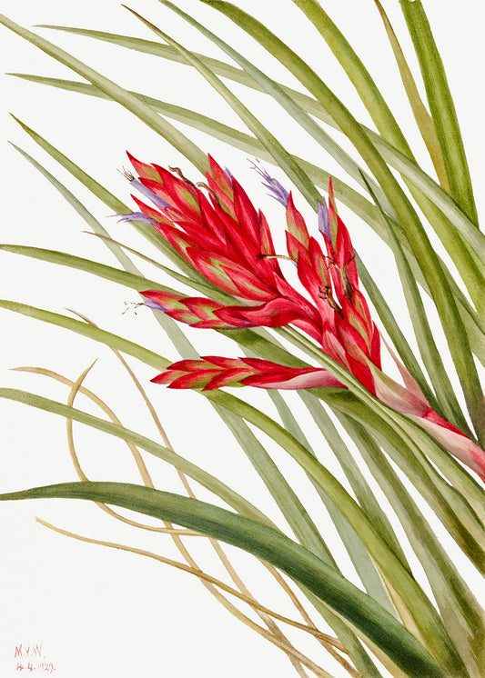 Botanical Plant Illustration - Quill Leaf Tillandsia (Tillandsia fasciculata) by Mary Vaux Walcott