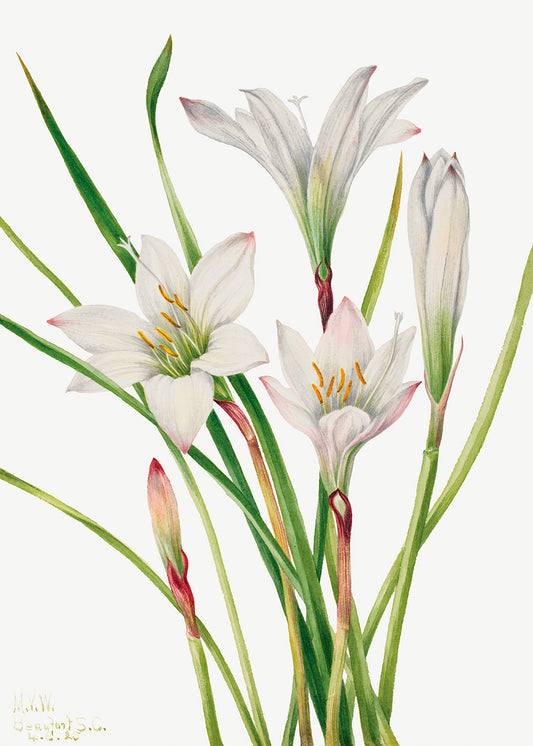 Botanical Plant Illustration - Atamasco Lily (Atamosco atamasco) by Mary Vaux Walcott