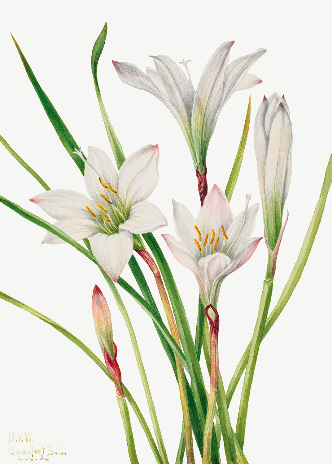Botanical Plant Illustration - Atamasco Lily (Atamosco atamasco) by Mary Vaux Walcott