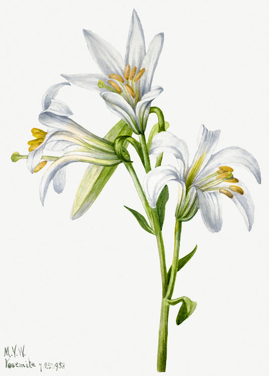 Botanical Plant Illustration - Washington Lily (Lilium washingtonianum) by Mary Vaux Walcott