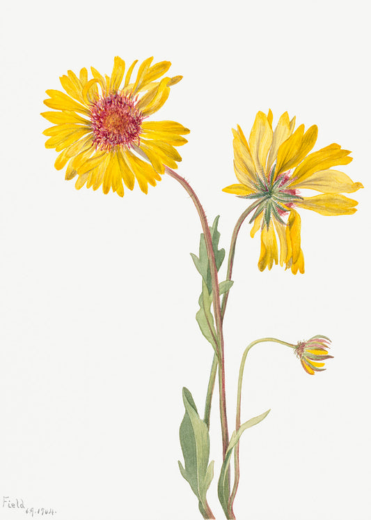 Botanical Plant Illustration - Perennial Gaillardia (Gaillardia aristata) by Mary Vaux Walcott