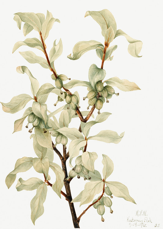 Botanical Plant Illustration - Silverberry (Elaeagnus commutata) by Mary Vaux Walcott