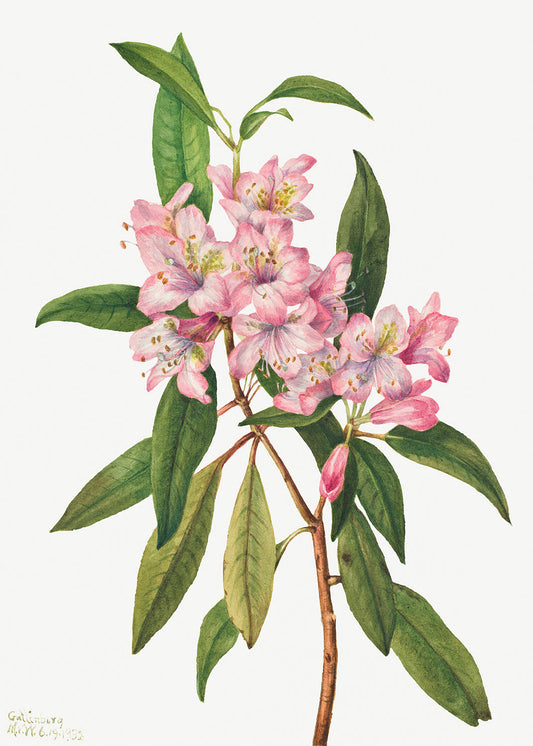 Botanical Plant Illustration - Rose Bay Rhododendron (Rhododendron carolinianum) by Mary Vaux Walcott