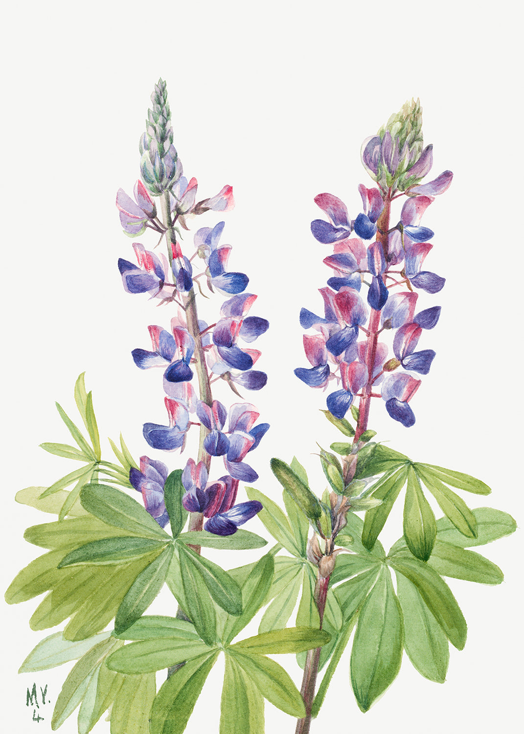 Botanical Plant Illustration - Lupine (Lupinus fornosus) by Mary Vaux Walcott