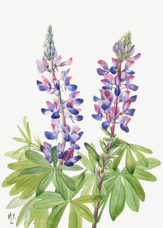 Botanical Plant Illustration - Lupine (Lupinus fornosus) by Mary Vaux Walcott