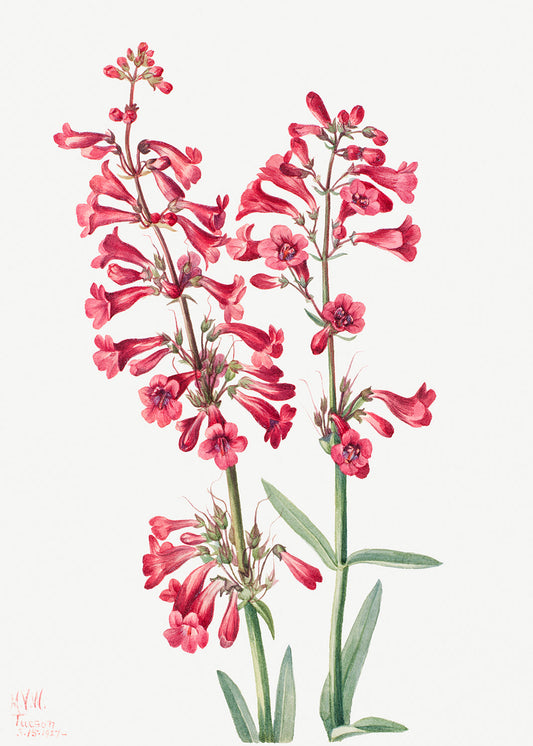 Botanical Plant Illustration - Parry's Penstemon (Penstemon parryi) by Mary Vaux Walcott