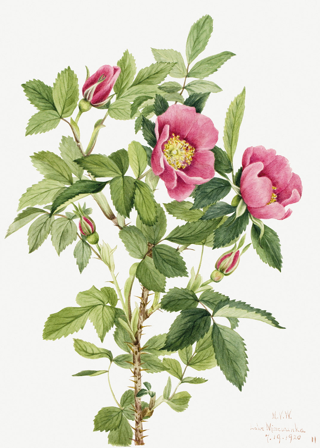 Botanical Plant Illustration - Bourgeau Rose (Rosa bourgeauiana) by Mary Vaux Walcott