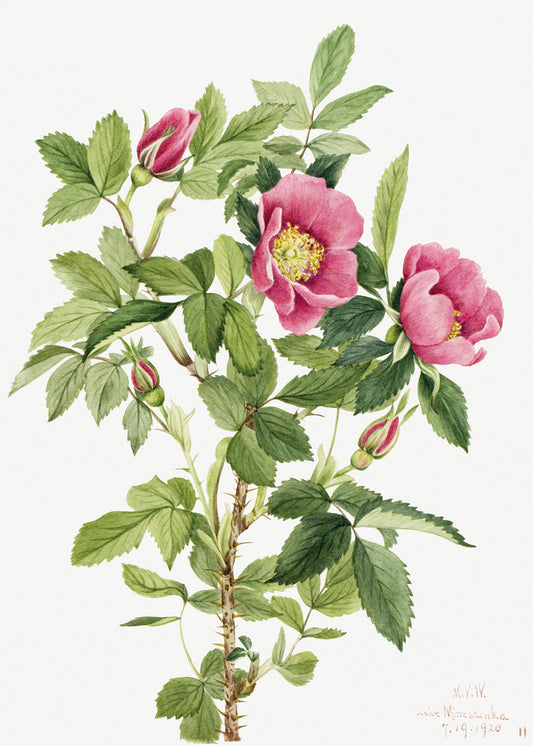 Botanical Plant Illustration - Bourgeau Rose (Rosa bourgeauiana) by Mary Vaux Walcott