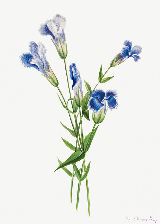 Botanical Plant Illustration - Fringed Gentian (Gentiana crinita) by Mary Vaux Walcott