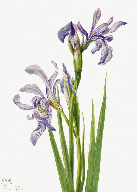 Botanical Plant Illustration - Western Blue Flag (Iris missouriensis) by Mary Vaux Walcott