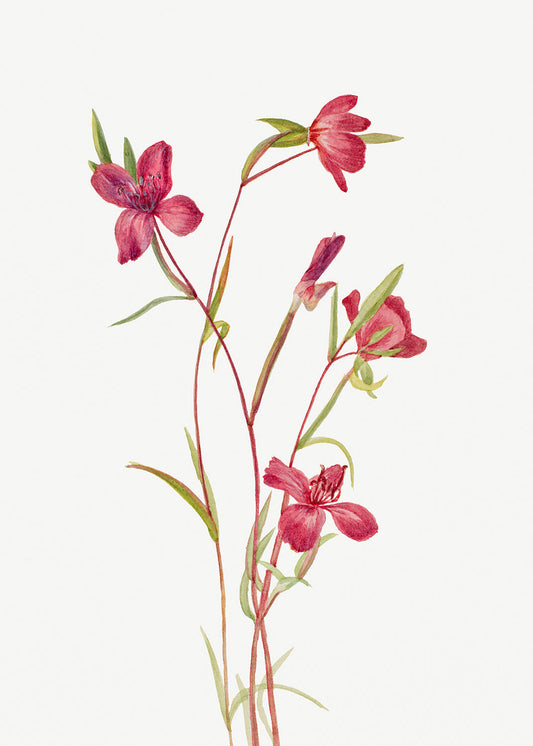 Botanical Plant Illustration - Farewell to Spring (Godetia amoena lilja) by Mary Vaux Walcott
