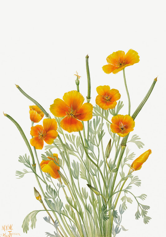 Botanical Plant Illustration - Mexican Poppy (Eschscholtzia mexicana) by Mary Vaux Walcott