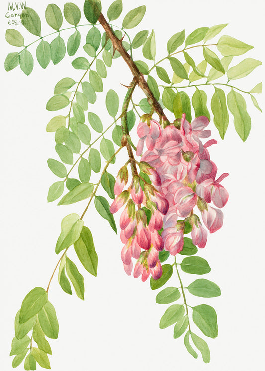 Botanical Plant Illustration - New Mexican Locust (Robinia neomexicana) by Mary Vaux Walcott