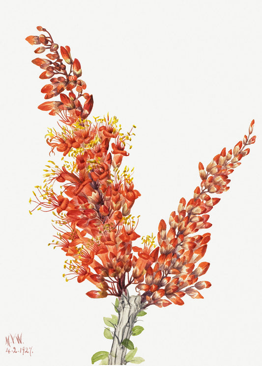Botanical Plant Illustration - Ocotillo (Fouquieria splendens) by Mary Vaux Walcott